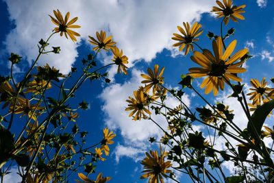 Low angle view of flowering plants against cloudy sky