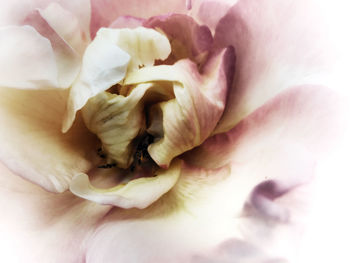 Close-up of pink rose flower