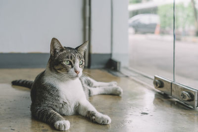 Portrait of cat relaxing on floor