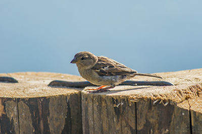 Close-up of bird perching on wood against sky