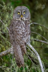 Close-up of owl perching on branch