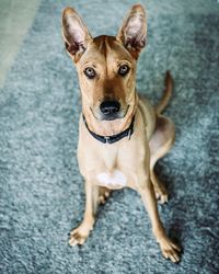 High angle portrait of dog relaxing on floor