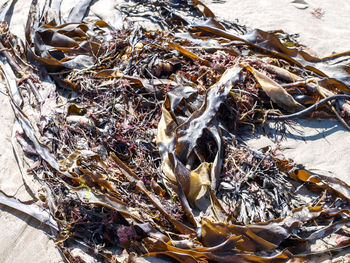 Close-up high angle view of crab
