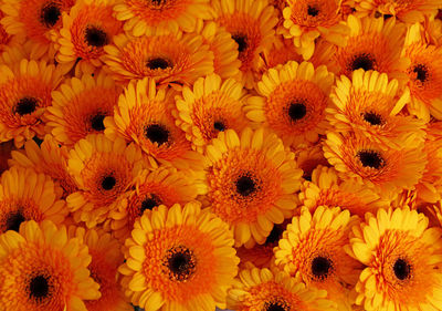 Full frame shot of yellow flowers