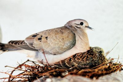 Close-up of birds perching