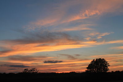 Silhouette of trees at sunset