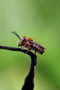 Close-up of insect on leaf