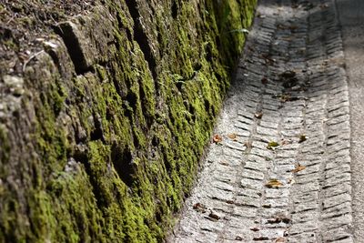 High angle view of moss growing on stone wall