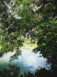 Reflection of trees in lake against sky