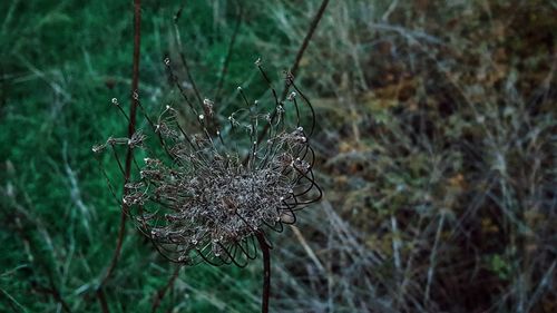 Close-up of spider web on plant