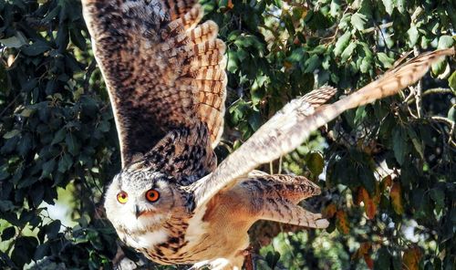 Owl in a tree