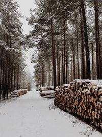Snow covered trees against sky