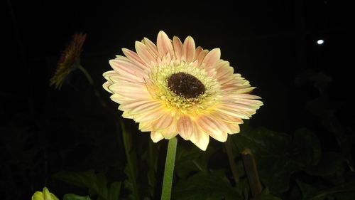 Close-up of honey bee on plant at night