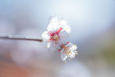 Close-up of white cherry blossom