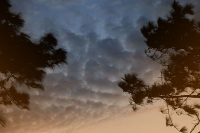 Low angle view of silhouette trees against sky during sunset