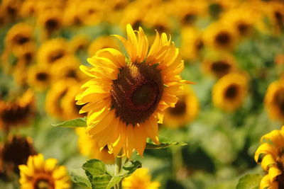 Close-up of sunflower