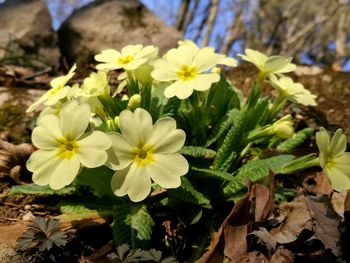 Close-up of flowers blooming outdoors