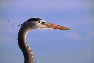 Close-up of bird against sky