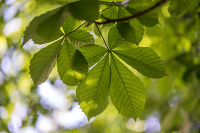 Close-up of green leaves