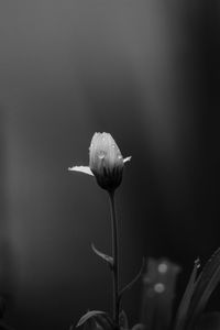 Close-up of wilted flower against blurred background