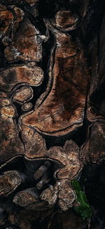 Full frame shot of tree trunk