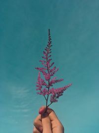 Cropped hand holding purple flowers against blue sky