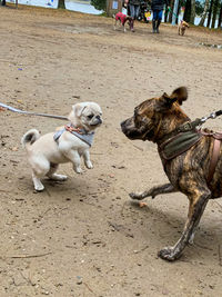 View of dogs on beach