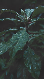 Close-up of wet plant