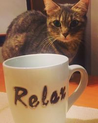 Cat and coffee cup