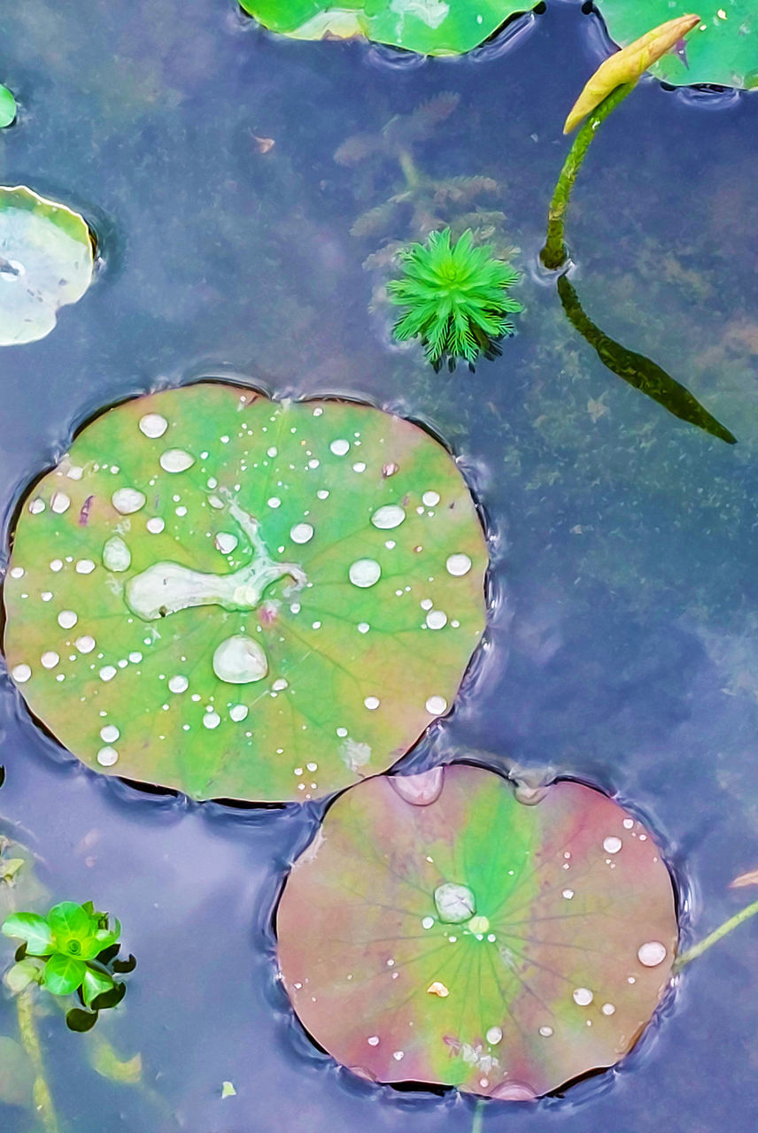 water, floating on water, floating, nature, leaf, plant part, water lily, pond, no people, plant, green, beauty in nature, close-up, lily, reflection, outdoors, flower, wet, drop, high angle view, growth, environment, petal