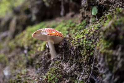 Close-up of fly agaric mushroom growing on field