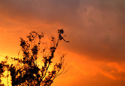 Low angle view of trees against sky at sunset