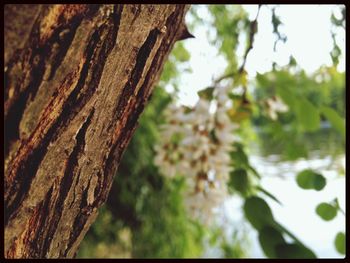 Close-up of tree trunk