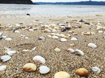 Close-up of seashells on beach