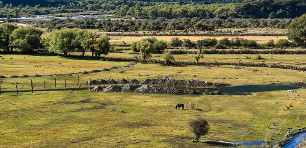 View of sheep on field