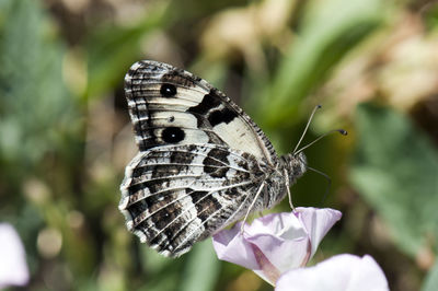 Close-up of butterfly pollinating on flower