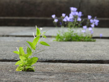 Close-up of flowering plant on footpath