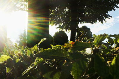 Close-up of fresh green plants against sky