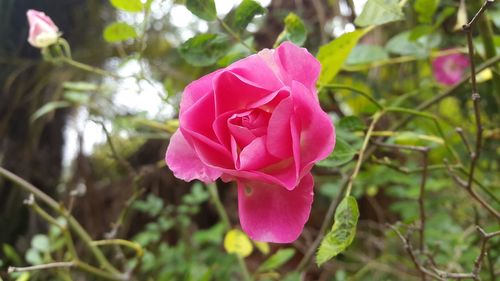 Close-up of pink flower