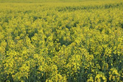 Scenic view of oilseed rape field