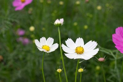 Close-up of white flowering plant on field