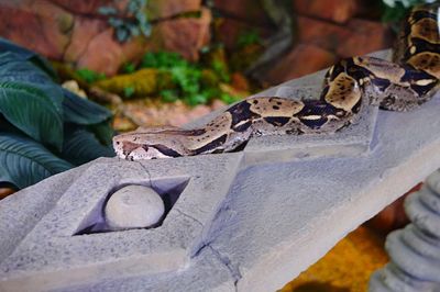 Close-up of snake on railing