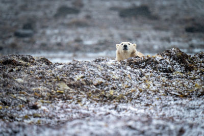 Polar bear peeks over mound of kelp