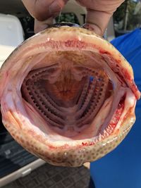 Close-up of person holding fish