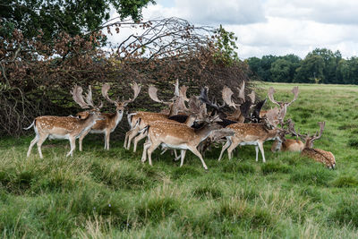 Deer on field against trees