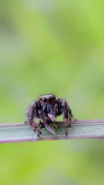 Close-up of jumping spider on leaf