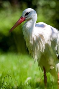 Close-up of bird perching on grass