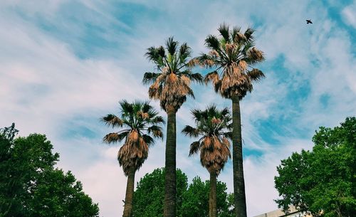 Low angle view of palm trees against sky