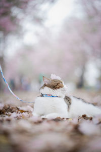 White brown scottish cat travel outdoor with pink flower in springtime season