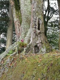 Close-up of plants against trees